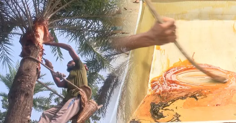 খেজুর গাছ থেকে রস সংগ্রহ করা হচ্ছে ও রস থেকে গুড় তৈরি হচ্ছে